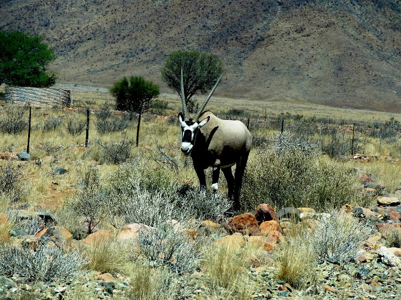 Na (195).JPG - Oryx